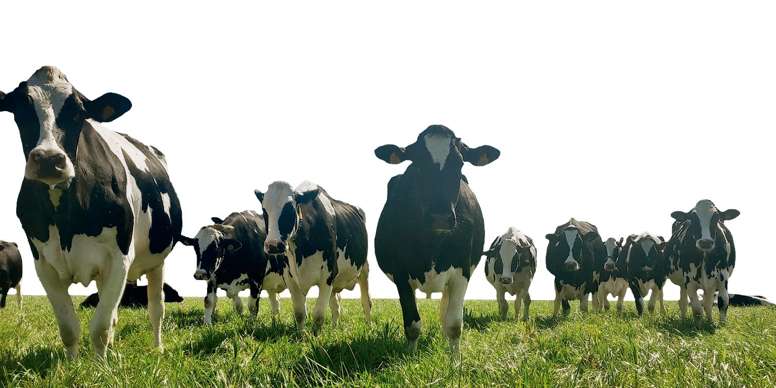 les vaches Prim'Holstein de la ferme de Suzie