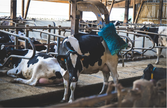 brosse pour vache laitière dans étable de la Ferme de Suzie à Cosges Jura